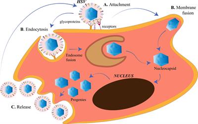 Herpes Simplex Virus: The Hostile Guest That Takes Over Your Home